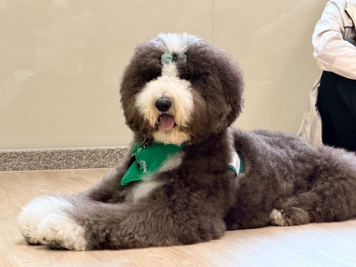 115.04.22心輔四班級講座－認識寵物輔助治療圖片